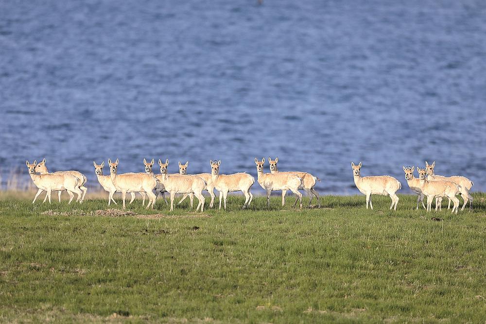 1654567882413378.jpg 2.jpg