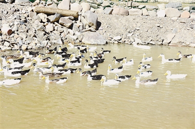 res01_attpic_brief (6).jpg