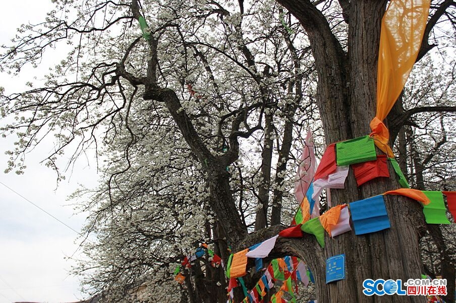 9株300多年的古梨樹競相綻放