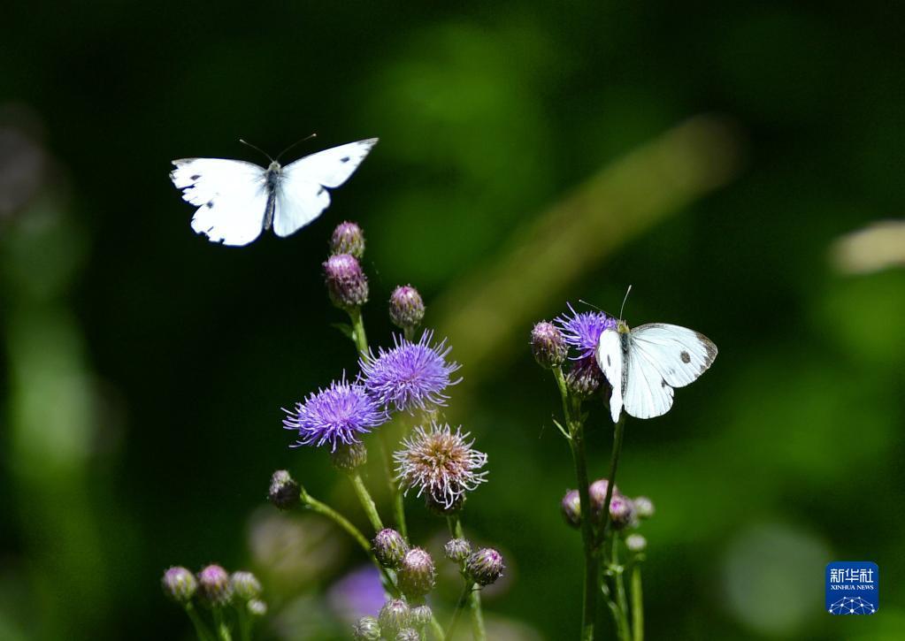 1656038509939311.jpg 3.jpg