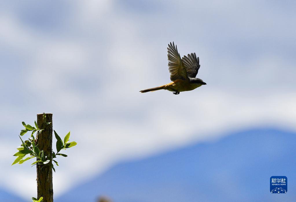 1656038519991664.jpg 5.jpg