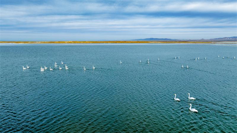 天鵝在湖面上嬉戲玩耍。宋忠勇攝