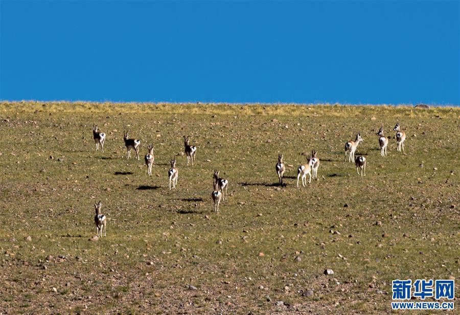 1538013449336900.jpg 1.jpg