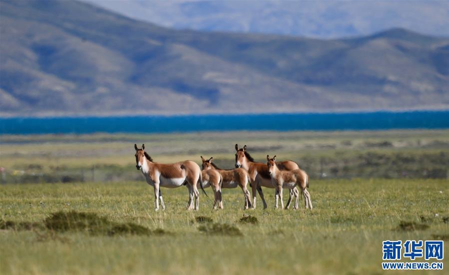 1538013465328728.jpg 3.jpg