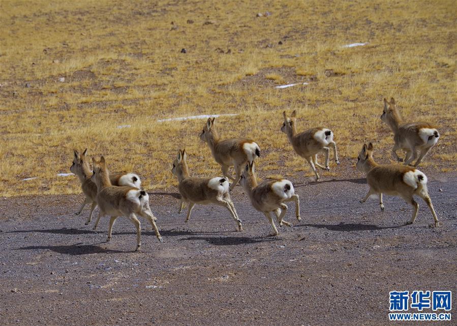 1538013500581911.jpg 7.jpg