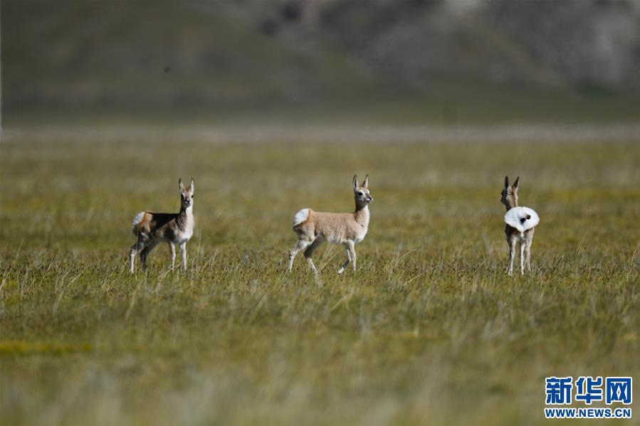 1538013509371057.jpg res01_attpic_brief.jpg