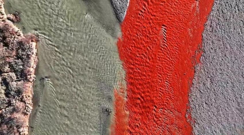 “涇渭分明”景觀。吳永明攝