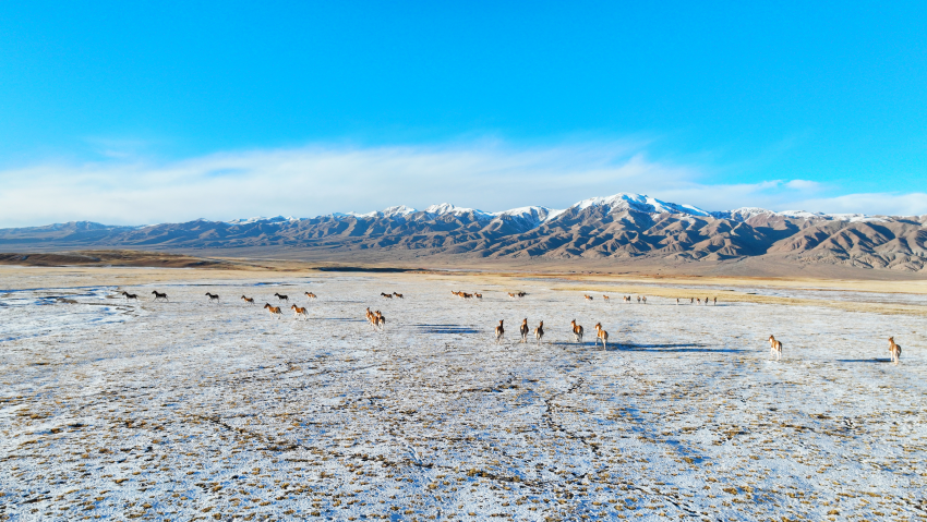 柴達木盆地——野生動物的天堂。巴圖那生攝