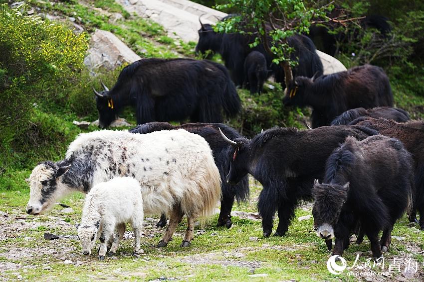 成群的牦牛漫步山澗。人民網(wǎng) 陳明菊攝