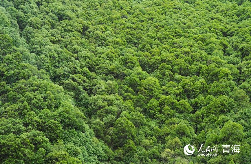 郁郁蔥蔥的娘娘山麓。人民網(wǎng) 陳明菊攝