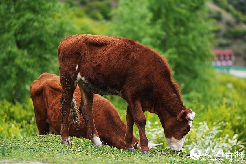 牛兒悠哉啃草。人民網(wǎng) 陳明菊攝