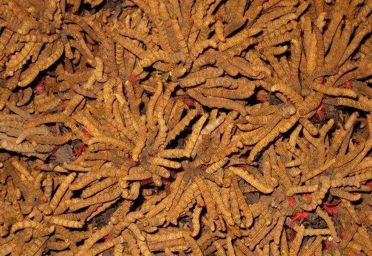 1516095322688664.jpg 00.jpg