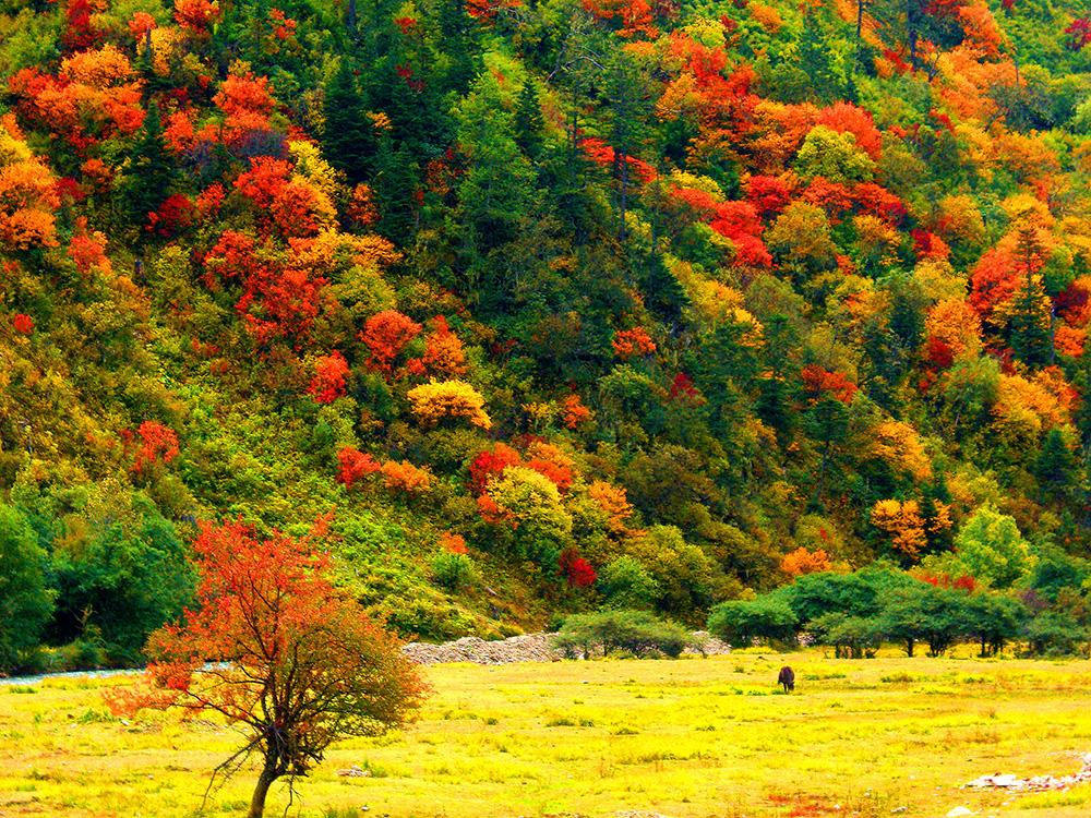 迪慶高原層林盡染。（張國(guó)華　 攝）CIMG4718_.jpg