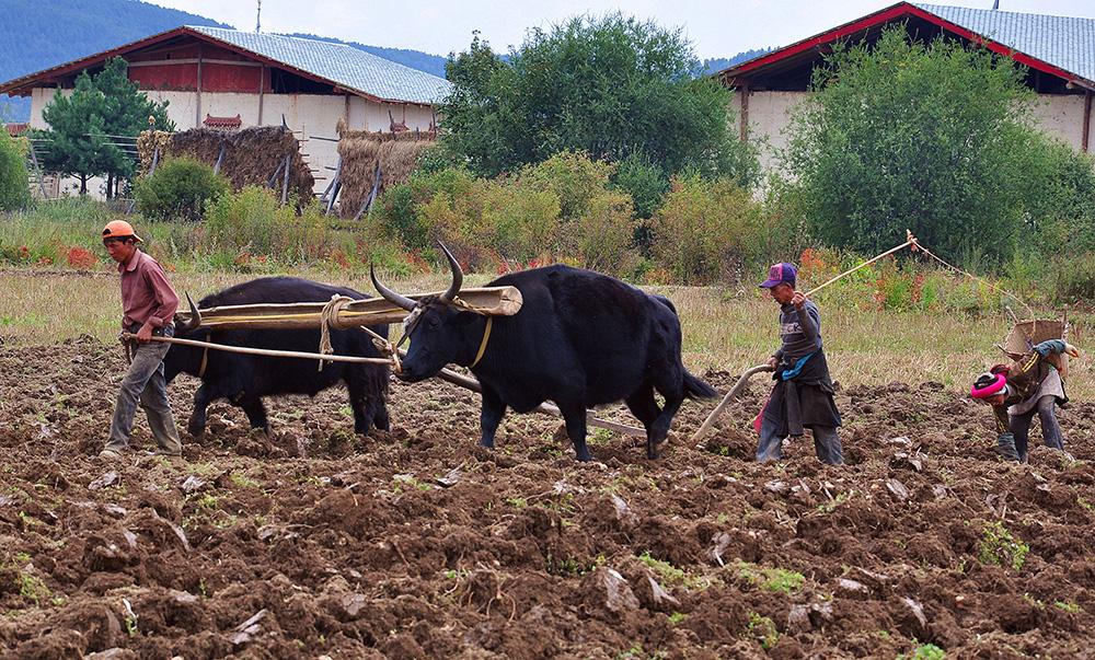 二牛抬杠。張國(guó)華 攝照片 101_.jpg